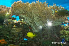 p0004082.jpg (406740 bytes)